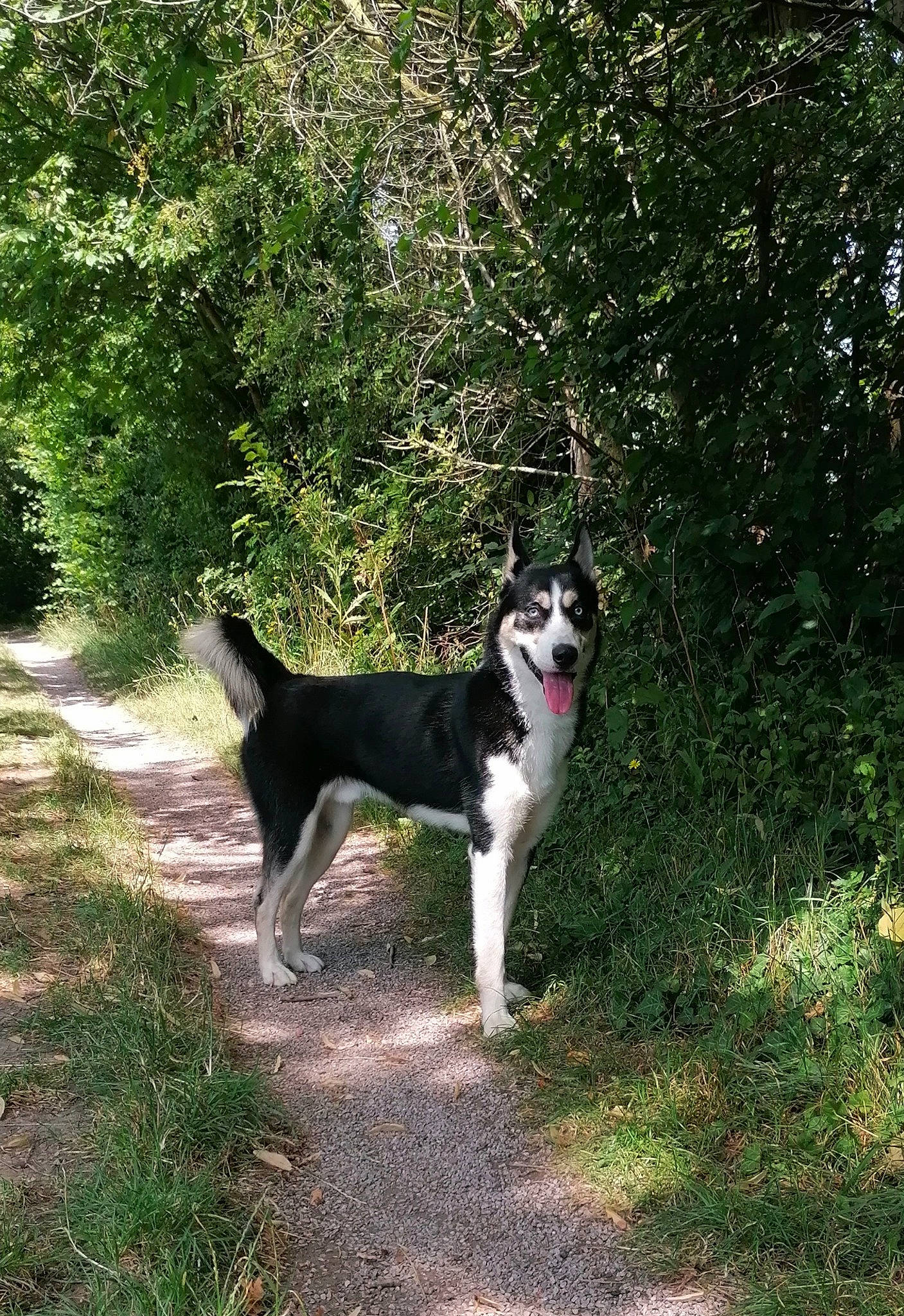 Volt participe au concours pour gagner de l'argent avec cette photo : border_collie, canidae, carnivore, dog, dog_breed, east_siberian_laika, herding_dog, jamthund, karelian_bear_dog, laika, lapponian_herder, mammal, rare_breed_dog, russo_european_laika, siberian_husky, sporting_group, tail, vertebrate, west_siberian_laika, working_dog