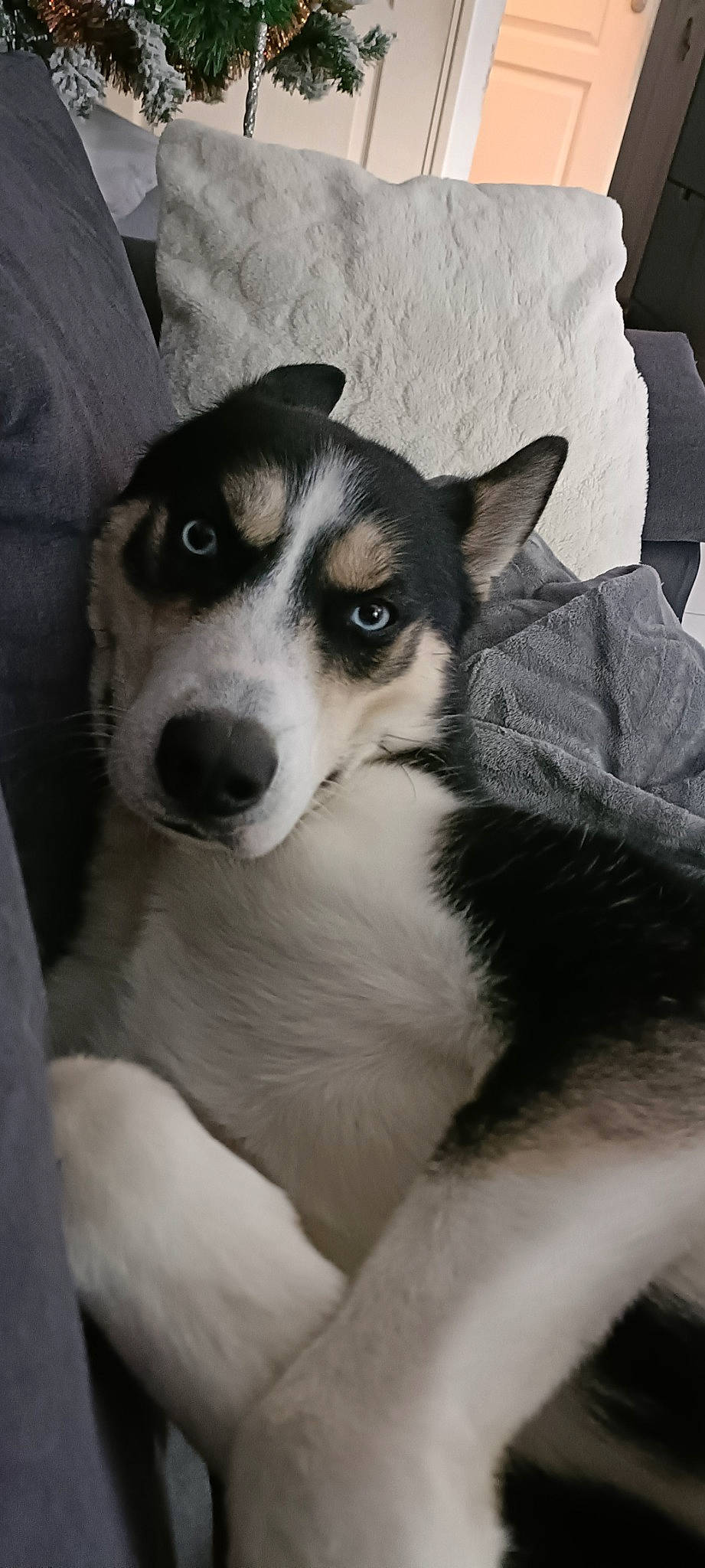 Volt a rejoint le concours — aidez-le/la à gagner de superbes lots ! canidae, carnivore, comfort, companion_dog, dog, dog_breed, fur, herding_dog, monochrome_photography, whiskers, working_animal, working_dog