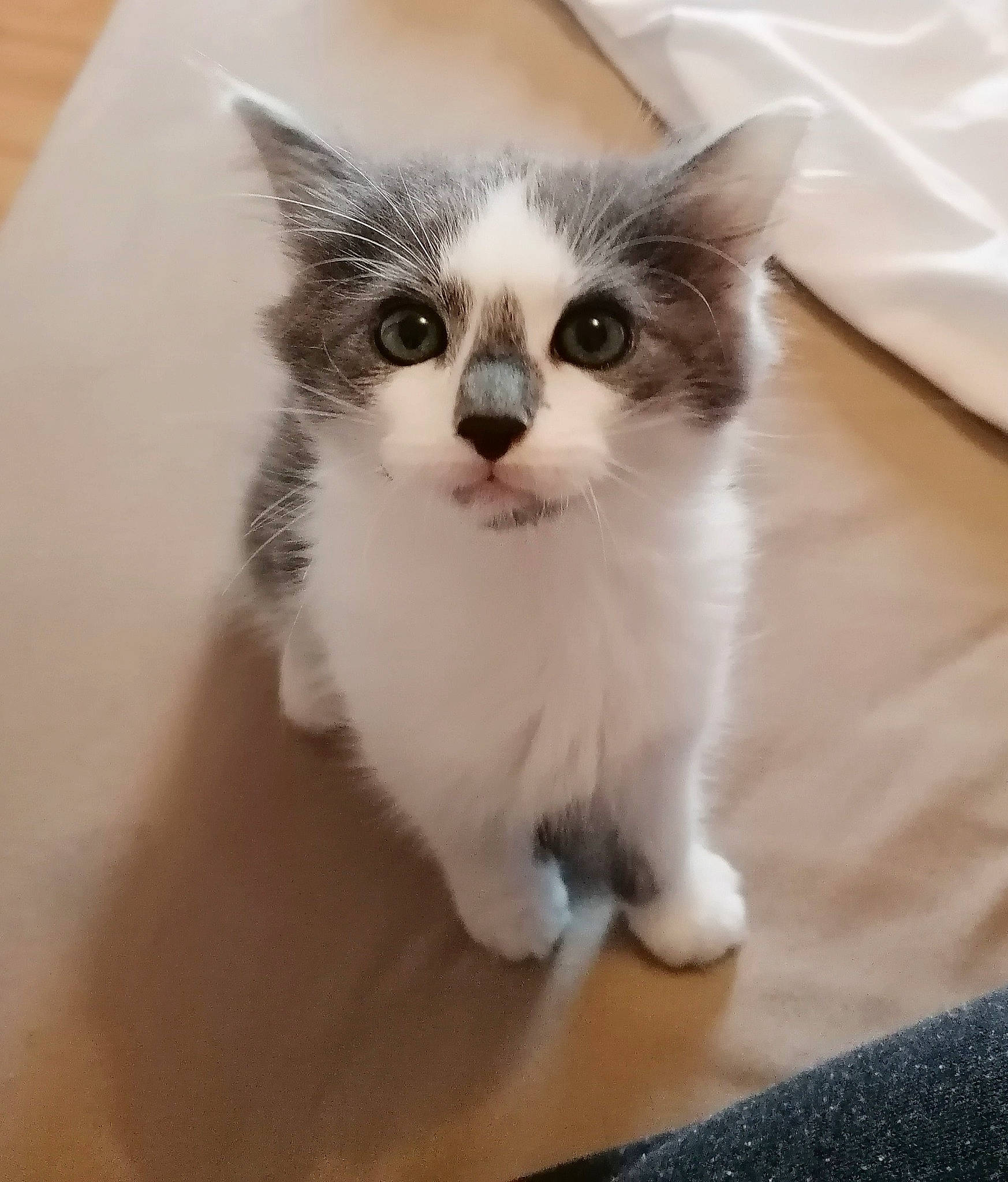 Shadow participe au concours pour gagner de l'argent avec cette photo : box, carnivore, cat, claw, domestic_short_haired_cat, fawn, felidae, flooring, fur, hardwood, paw, small_to_medium_sized_cats, snout, tail, whiskers