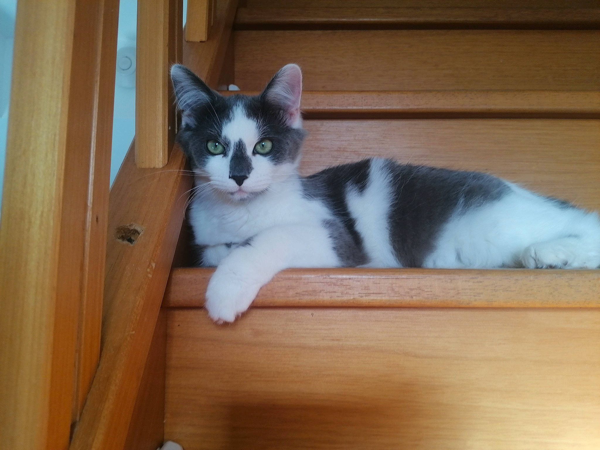 Shadow participe au concours pour gagner de l'argent avec cette photo : carnivore, cat, domestic_short_haired_cat, felidae, fur, hardwood, paw, sitting, small_to_medium_sized_cats, snout, tail, whiskers, wood, wood_stain