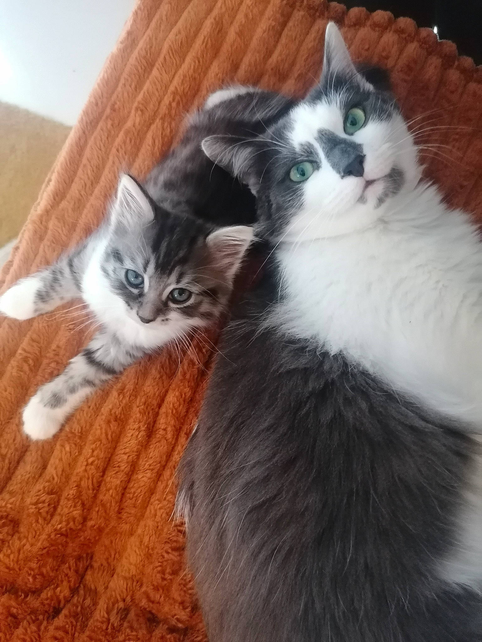 Shadow a rejoint le concours — aidez-le/la à gagner de superbes lots ! carnivore, cat, claw, comfort, domestic_short_haired_cat, felidae, foot, fur, hardwood, lap, paw, small_to_medium_sized_cats, tail, whiskers, window, wood