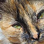 cat, tortoiseshell, close_up, face, green_eyes, fur, whiskers, pet, animal, portrait, domestic_cat, cute, feline, natural_light, indoor, focus, texture, muzzle, closeup, ears