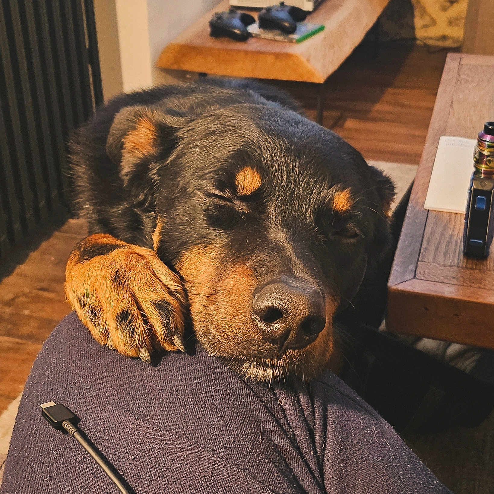 Charly participe au concours pour gagner de l'argent avec cette photo : dog, rottweiler, pet, sleeping, paw, leg, indoor, wooden_floor, table, relaxation, closeup, animal, canine, fur, resting, cozy, home, comfort, black_and_brown, domestic