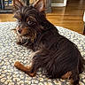 Charlie is registered to the contest to win money with this photo: dog, pet, animal, brown_fur, small_dog, carpet, floor, indoor, furniture, wood_floor, curious, looking_back, ears, cute, fluffy, companion, home, cozy, domestic, relaxed