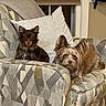 Charlie joined the competition — help win amazing prizes! dog, small_dog, pet, animal, chair, furniture, indoor, living_room, cushion, patterned_fabric, brown_dog, tan_dog, ears, sitting, lying_down, window, pillow, cozy, companion, home