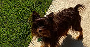 Charlie joined the competition — help win amazing prizes! dog, small_dog, sidewalk, grass, shadow, outdoor, sunlight, pet, curious, fur, black_brown_dog, canine, animal, nature, daylight, walking_path, playful, companion, summer, cute