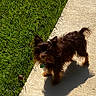 dog, small_dog, sidewalk, grass, shadow, outdoor, sunlight, pet, curious, fur, black_brown_dog, canine, animal, nature, daylight, walking_path, playful, companion, summer, cute
