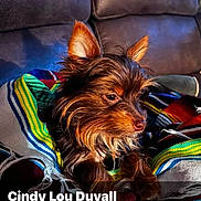 Charlie joined the competition — help win amazing prizes! dog, small_dog, pet, indoor, couch, blanket, striped_blanket, fur, brown_fur, leather_couch, relaxed, portrait, animal, cozy, domestic_animal, snout, ears, sitting, home_interior, companion