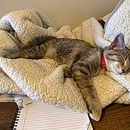 Willow is registered to the contest to win money with this photo: animal, blanket, cat, collar, cozy, cute, domestic_animal, feline, fur, indoor, kitten, nap, notebook, paper, pet, relaxation, resting, sleeping, tabby, wooden_table