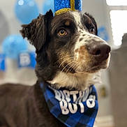Milo is registered to the contest to win money with this photo: dog, birthday, crown, bandana, blue, black, white, brown, indoor, balloons, celebration, pet, animal, closeup, portrait, decorations, cute, festive, party, focus