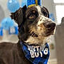 dog, birthday, crown, bandana, blue, black, white, brown, indoor, balloons, celebration, pet, animal, closeup, portrait, decorations, cute, festive, party, focus