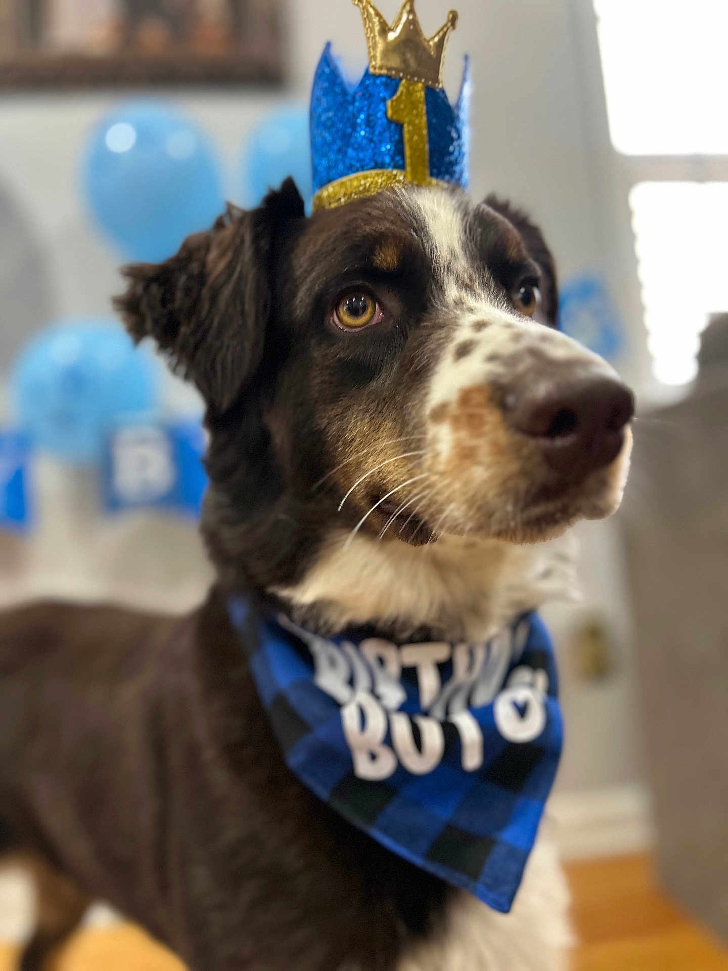 Milo is registered to the contest to win money with this photo: dog, birthday, crown, bandana, blue, black, white, brown, indoor, balloons, celebration, pet, animal, closeup, portrait, decorations, cute, festive, party, focus