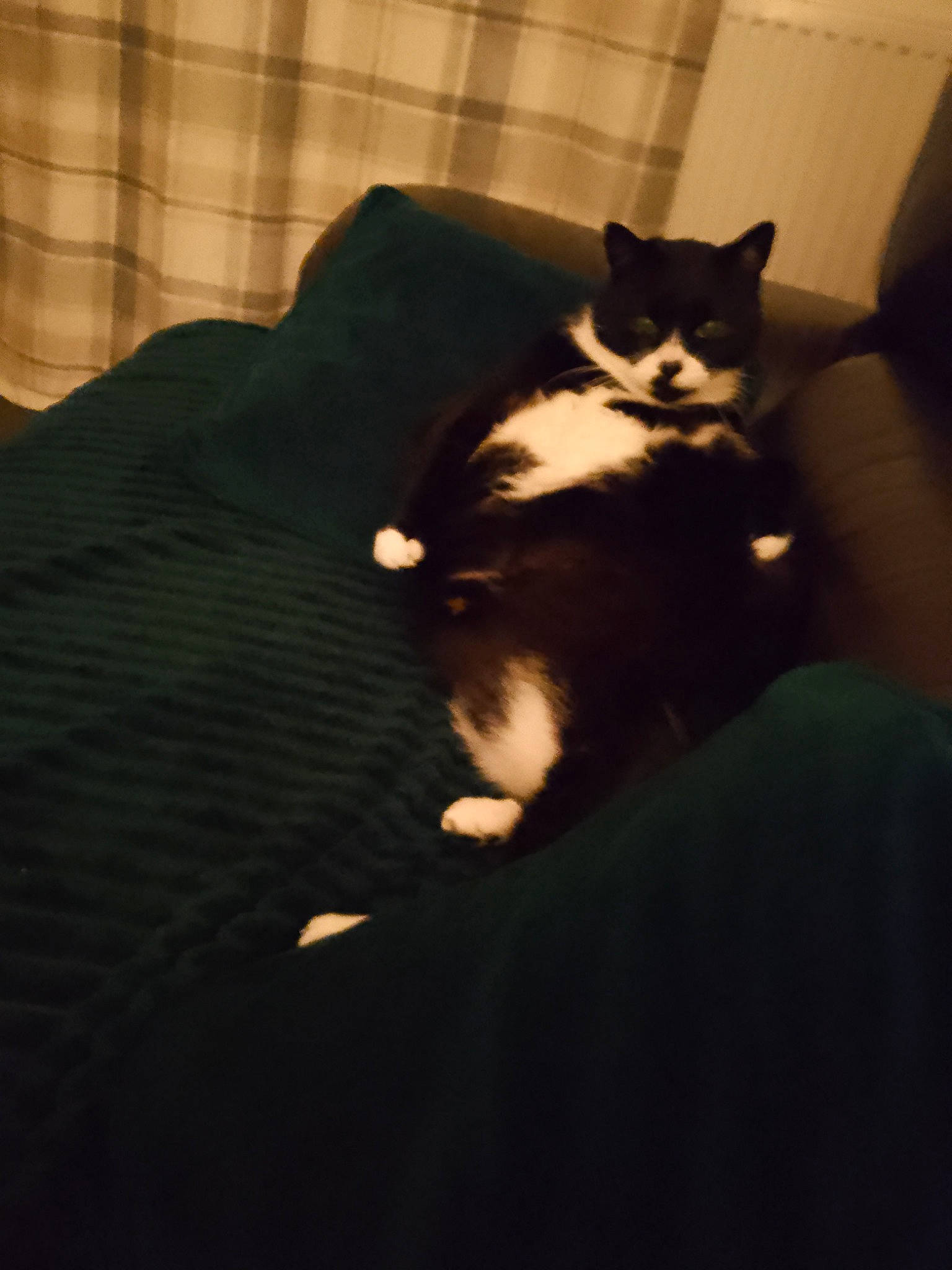 Ella joined the competition — help win amazing prizes! black_cat, carnivore, cat, comfort, darkness, domestic_short_haired_cat, felidae, flooring, fur, human_leg, paw, room, shadow, sitting, small_to_medium_sized_cats, tail, tints_and_shades, whiskers, wood