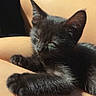 animal, black_kitten, cat, close_up, comfort, cute, domestic_animal, feline, fur, indoor, legs, paw, pet, relaxation, resting, sleeping, soft, sunlight, warmth, young_cat