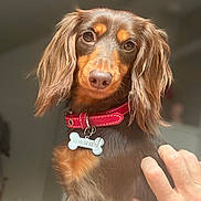 Chelsea participe au concours pour gagner de l'argent avec cette photo : dog, dachshund, pet, animal, long_hair, collar, indoor, hand, furry, cute, brown, canine, companion, portrait, domestic, friendly, sitting, looking_at_camera, fur, cute_pet