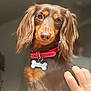 dog, dachshund, pet, animal, long_hair, collar, indoor, hand, furry, cute, brown, canine, companion, portrait, domestic, friendly, sitting, looking_at_camera, fur, cute_pet