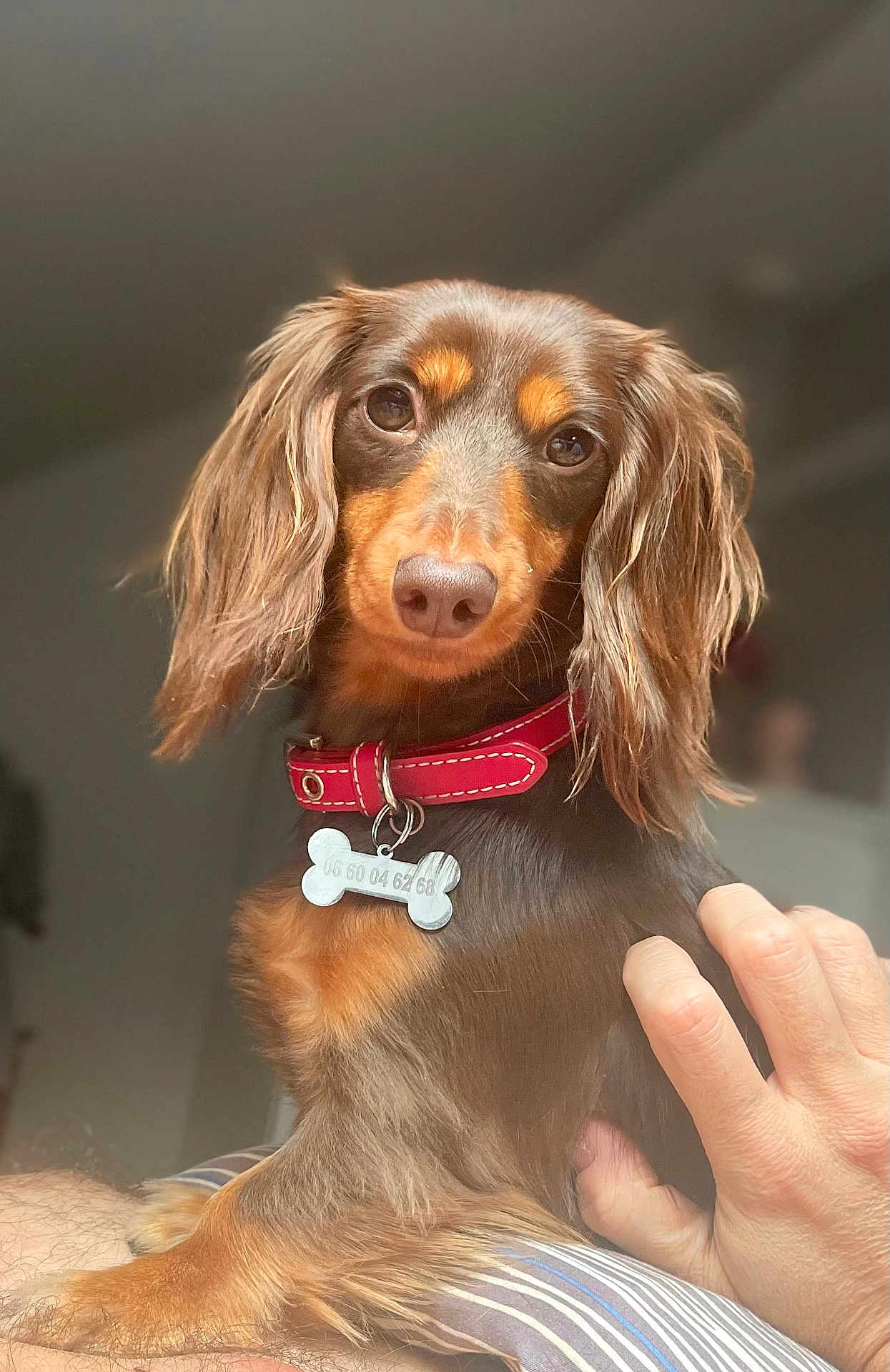 Chelsea participe au concours pour gagner de l'argent avec cette photo : dog, dachshund, pet, animal, long_hair, collar, indoor, hand, furry, cute, brown, canine, companion, portrait, domestic, friendly, sitting, looking_at_camera, fur, cute_pet
