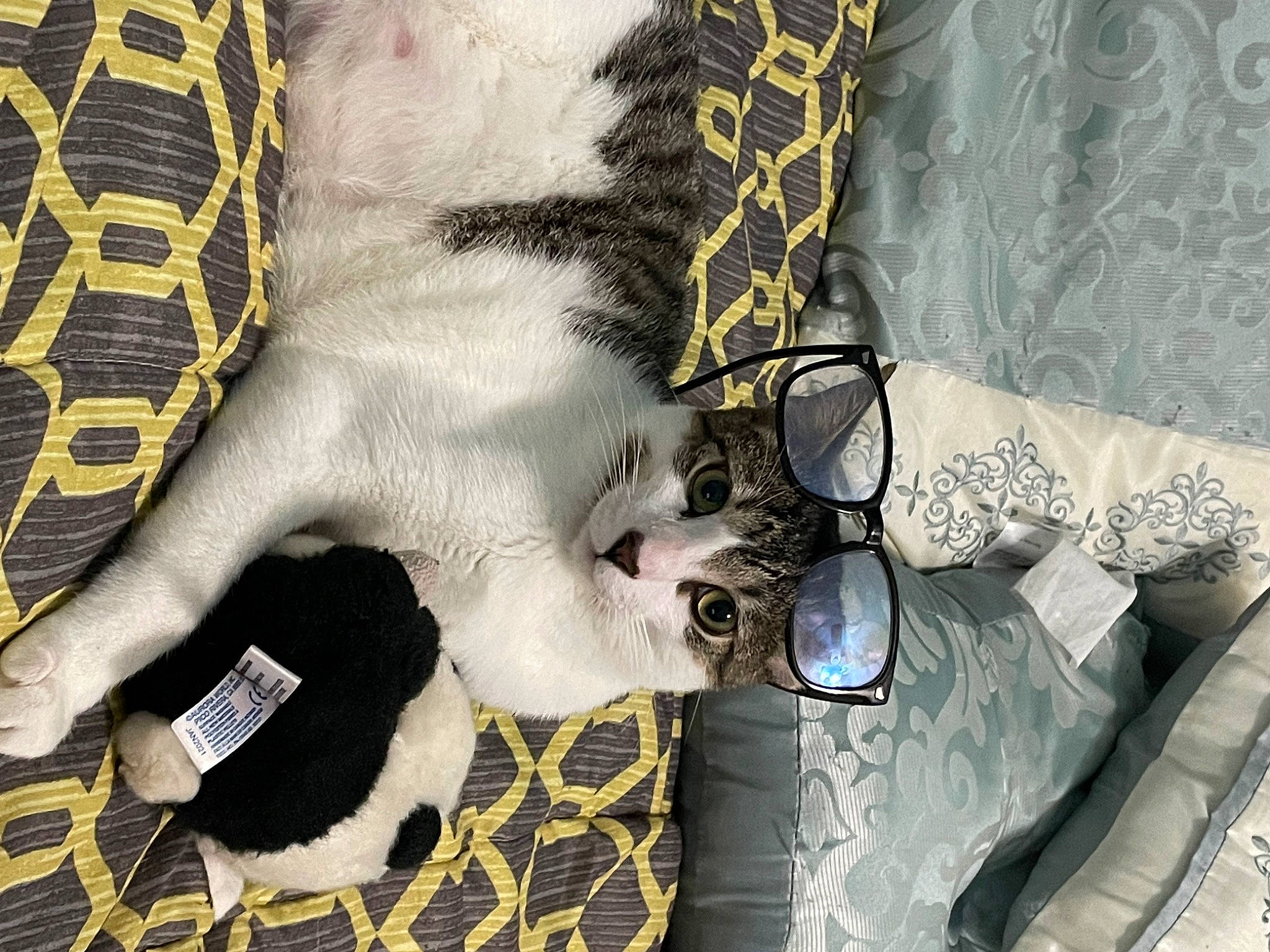 Chang is registered to the contest to win money with this photo: carnivore, comfort, companion_dog, dog, dog_breed, fashion_accessory, fawn, felidae, foot, fur, grey, human_leg, leg, pattern, sleeve, small_to_medium_sized_cats, sporting_group, sunglasses, whiskers, wrist