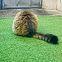 Mireille a rejoint le concours — aidez-le/la à gagner de superbes lots ! cat, fluffy, tail, grass, outdoor, feline, pet, animal, back_view, green, fur, cute, mammal, domestic, sitting, nature, garden, round, soft, relaxed