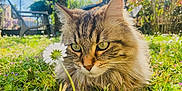 Mireille participe au concours pour gagner de l'argent avec cette photo : cat, tabby, fluffy, grass, flower, daisy, garden, outdoor, sunlight, greenery, nature, pet, animal, closeup, whiskers, ears, eyes, relaxed, spring, flora