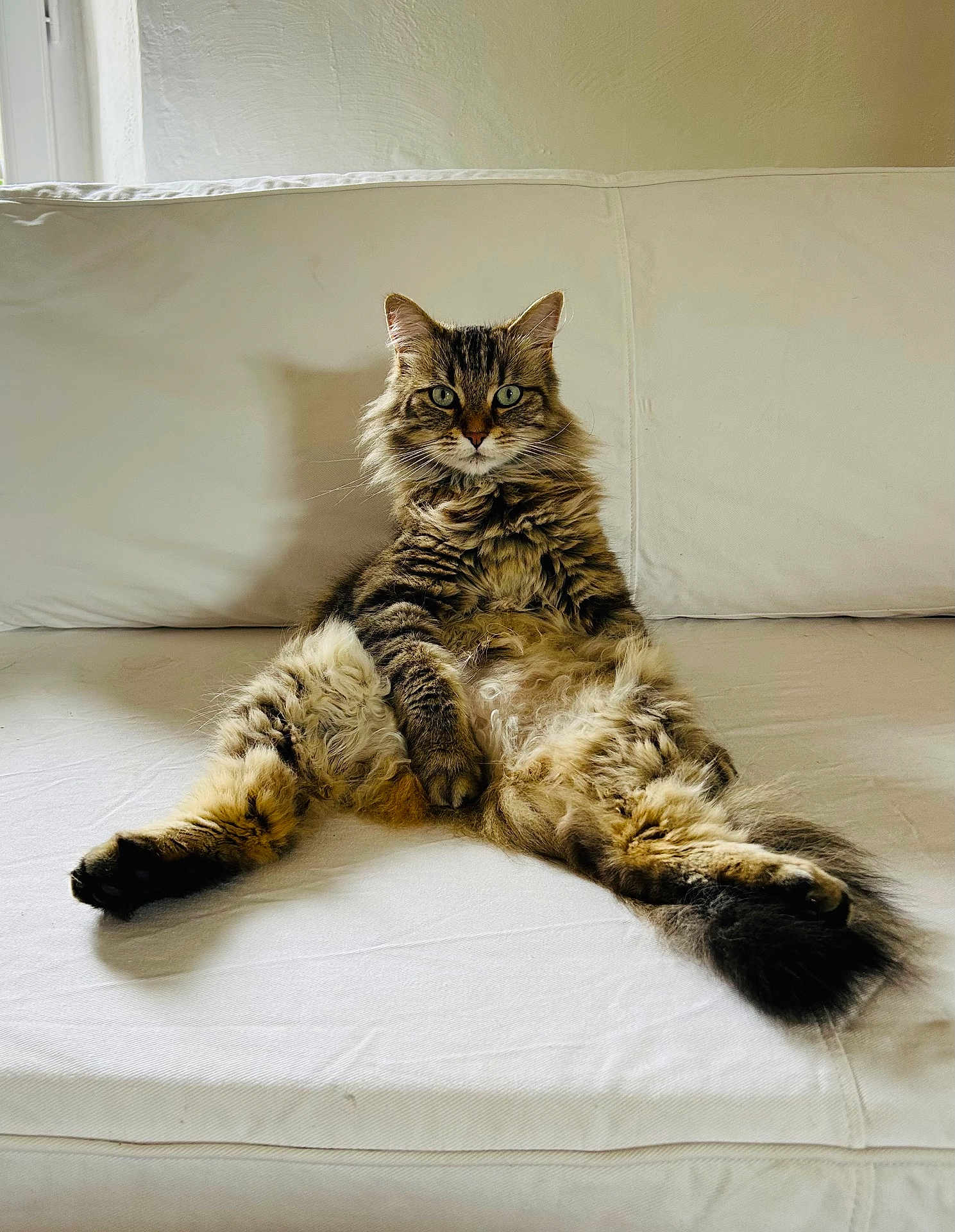 Mireille a rejoint le concours — aidez-le/la à gagner de superbes lots ! cat, tabby, fluffy_fur, couch, white_couch, indoor, pet, relaxed, sitting, feline, animal, fur, whiskers, ears, tail, home, light, shadow, looking_at_camera, comfortable