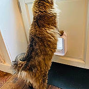 Mireille a rejoint le concours — aidez-le/la à gagner de superbes lots ! cat, fluffy, standing, hind_legs, door, pet_door, wooden_floor, indoor, feline, fur, curious, back_view, whiskers, tail, home, window, light, animal, domestic_cat, looking_out