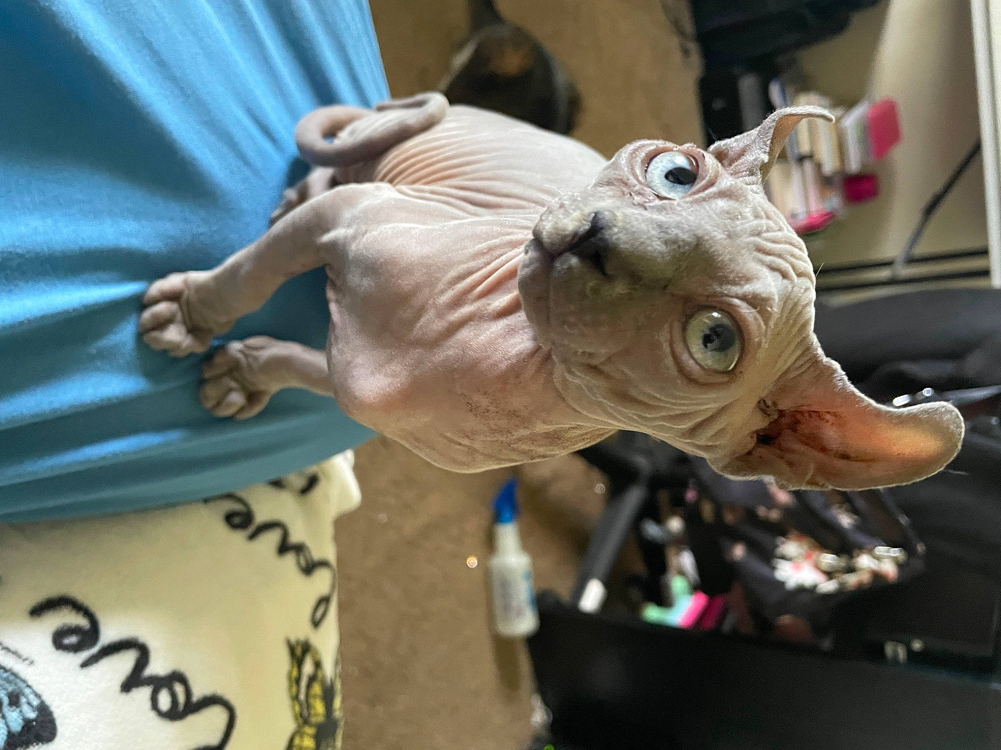 Katniss joined the competition — help win amazing prizes! amphibian, art, artifact, automotive_wheel_system, carving, fashion_accessory, fawn, fictional_character, figurine, horn, jaw, lawn_ornament, metal, recreation, sculpture, snout, statue, toy, wildlife, working_animal