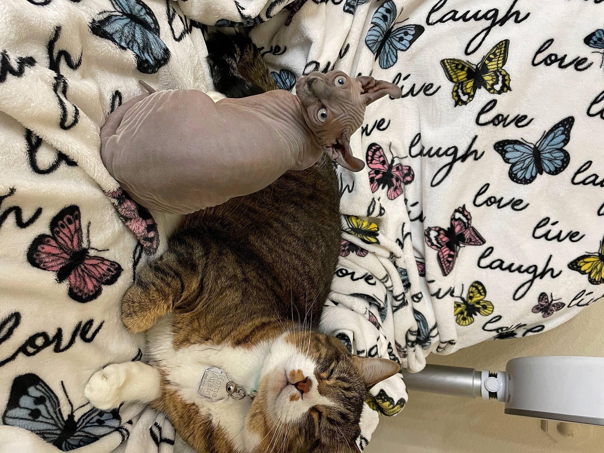 Katniss joined the competition — help win amazing prizes! art, arthropod, butterfly, cat, comfort, domestic_short_haired_cat, felidae, fur, illustration, insect, linens, moths_and_butterflies, organism, pattern, pollinator, small_to_medium_sized_cats, tail, textile, whiskers, white