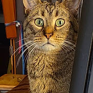 Batman joined the competition — help win amazing prizes! cat, tabby, pet, animal, feline, portrait, whiskers, green_eyes, ears, fur, striped_fur, sitting, indoors, home, desk, computer_monitor, curious, staring, close_up, photography