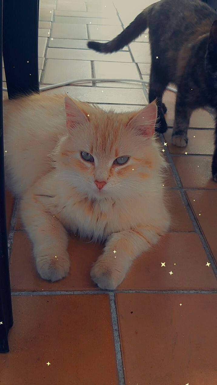 Maya a rejoint le concours — aidez-le/la à gagner de superbes lots ! box, carnivore, cat, claw, domestic_short_haired_cat, fawn, felidae, floor, flooring, fur, hardwood, head, human_leg, mammal, paw, small_to_medium_sized_cats, snout, tail, whiskers, wood