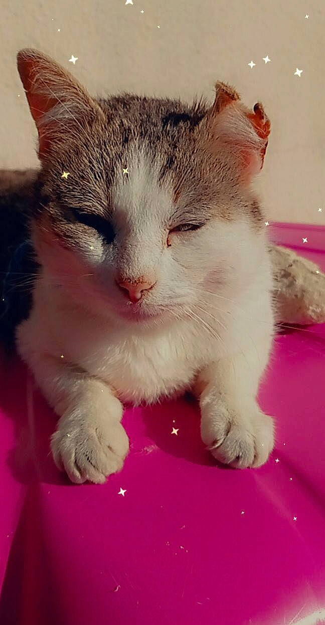 Joey participe au concours pour gagner de l'argent avec cette photo : carnivore, cat, claw, domestic_short_haired_cat, felidae, foot, fur, happy, love, metal, paw, photo_caption, small_to_medium_sized_cats, snout, tail, whiskers