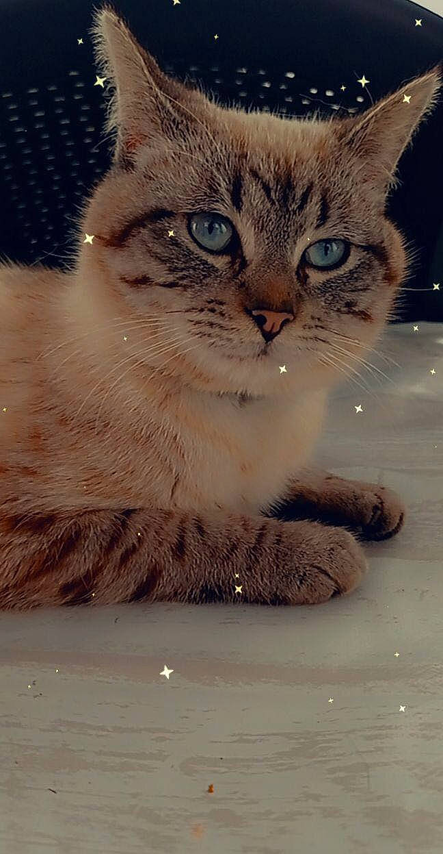 Bellamy a rejoint le concours — aidez-le/la à gagner de superbes lots ! carnivore, cat, claw, domestic_short_haired_cat, event, fawn, felidae, freezing, fur, gesture, paw, photo_caption, small_to_medium_sized_cats, snout, tail, terrestrial_animal, whiskers, wildlife, winter