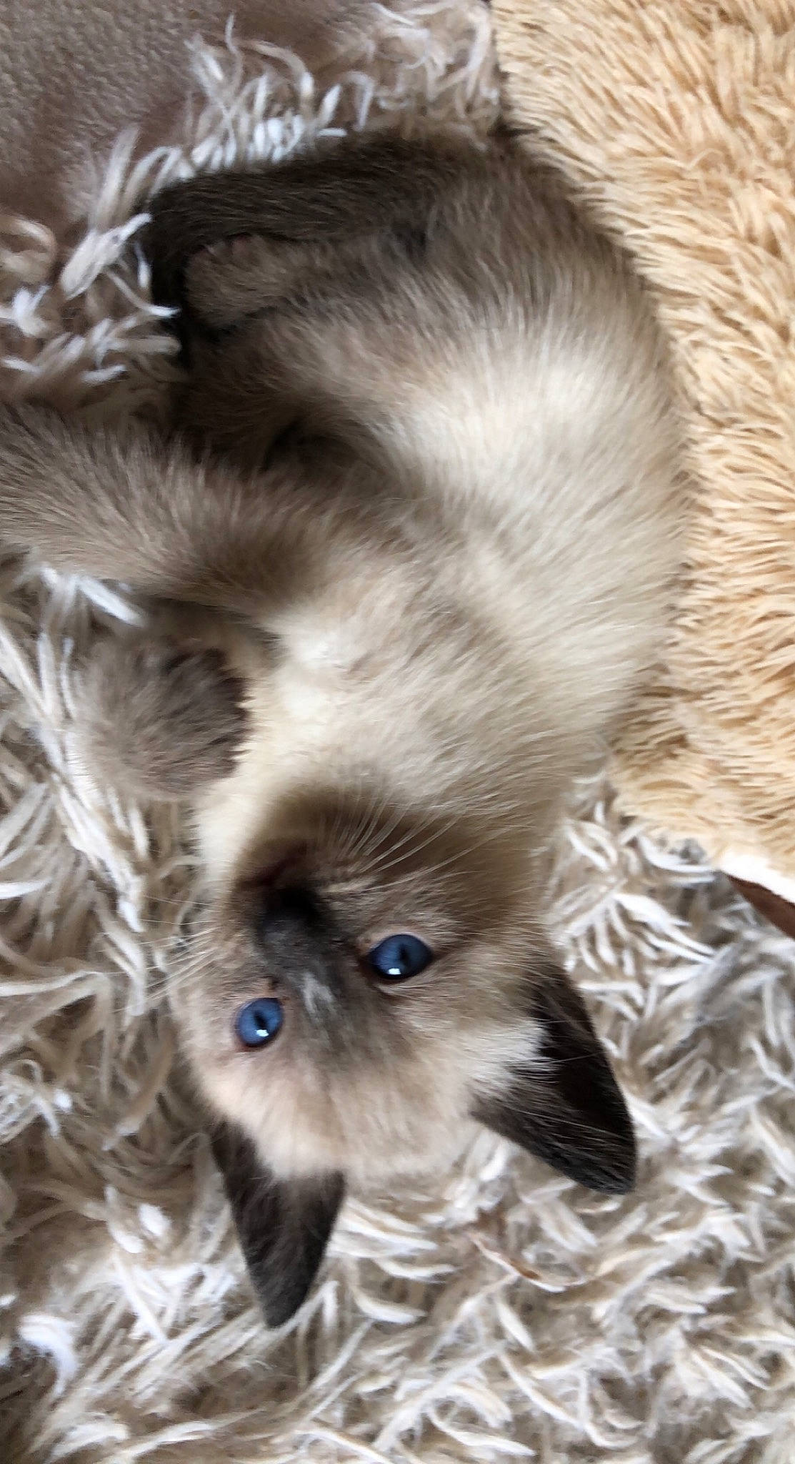 Princesse participe au concours pour gagner de l'argent avec cette photo : carnivore, cat, close_up, comfort, companion_dog, dog_breed, ear, eye, fawn, felidae, hair, head, iris, liver, plant, small_to_medium_sized_cats, snout, toy_dog, whiskers, working_animal