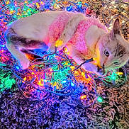 Marie joined the competition — help win amazing prizes! cat, pink_sweater, christmas_lights, colorful_lights, curious, playing, tangled, indoor, rug, festive, cozy, glowing, pet, animal, cute, white_cat, blue_eyes, holiday, decorations, floor