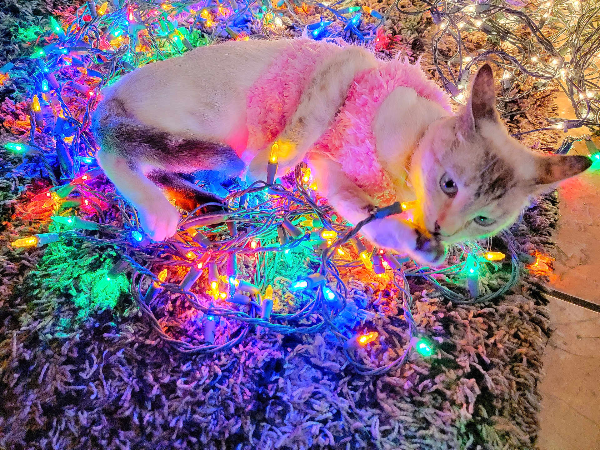 Marie joined the competition — help win amazing prizes! cat, pink_sweater, christmas_lights, colorful_lights, curious, playing, tangled, indoor, rug, festive, cozy, glowing, pet, animal, cute, white_cat, blue_eyes, holiday, decorations, floor