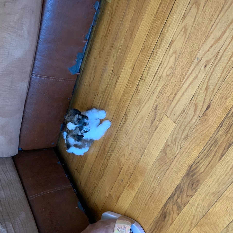Prince is registered to the contest to win money with this photo: floor, flooring, hardwood, plywood, wood, wood_flooring, wood_stain