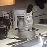 cat, animal, pet, kitten, feline, sitting, cooking_pot, kitchen, countertop, sink, toaster, appliance, indoors, home, gray_cat, whiskers, ears, eyes, portrait, funny