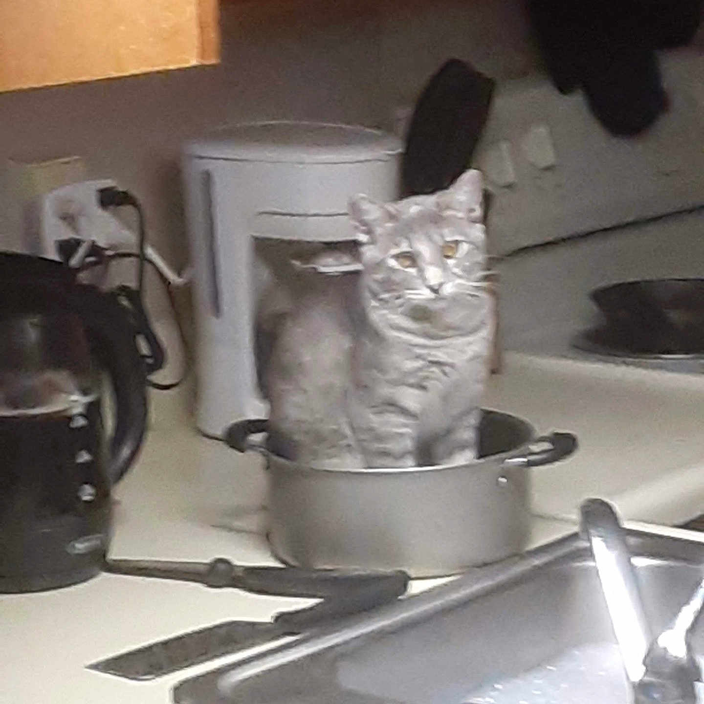 Mokie is registered to the contest to win money with this photo: cat, animal, pet, kitten, feline, sitting, cooking_pot, kitchen, countertop, sink, toaster, appliance, indoors, home, gray_cat, whiskers, ears, eyes, portrait, funny