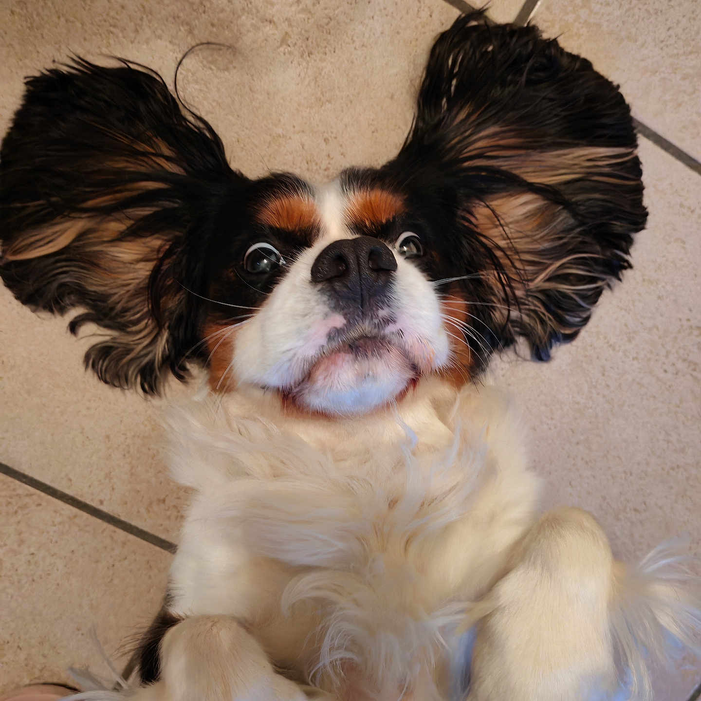 Pumba a rejoint le concours — aidez-le/la à gagner de superbes lots ! animal, bulldog, canine, cockerspaniel, dog, hound, papillon, pet, puppy, terrier