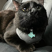 Modelo joined the competition — help win amazing prizes! alert, animal, bell, black_cat, cat, close_up, collar, cute, domestic_animal, ears, feline, fish_tag, fur, indoor, leather_chair, pet, portrait, relaxed, resting, whiskers