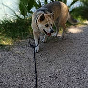 Malinka is registered to the contest to win money with this photo: dog, pet, leash, outdoor, lakeside, park, path, water, plants, greenery, sunlight, nature, standing, walking, tongue_out, happy, animal, portrait, vertical_photo, date_stamp