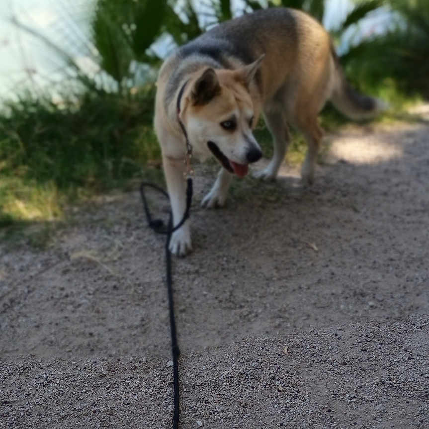 Malinka is registered to the contest to win money with this photo: dog, pet, leash, outdoor, lakeside, park, path, water, plants, greenery, sunlight, nature, standing, walking, tongue_out, happy, animal, portrait, vertical_photo, date_stamp