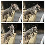 dog, grey_dog, white_paws, couch, indoor, pet, fence, carpet, doorway, four_images, collage, animal, standing, curious, alert, furniture, domestic, companion, canine, pet_toy