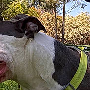 Princess joined the competition — help win amazing prizes! dog, canine, pet, panting, tongue_out, black_and_white, harness, outdoor, grass, trees, bushes, sunny, nature, animal, mammal, side_view, daytime, leash, happy, closeup