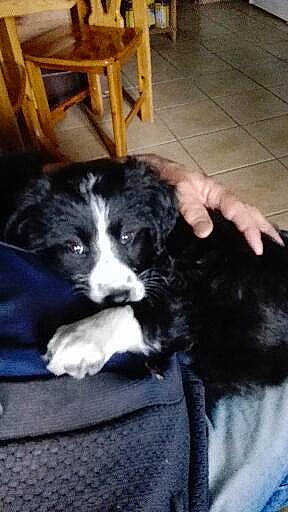 Mily participe au concours pour gagner de l'argent avec cette photo : canidae, carnivore, chair, cloud, comfort, companion_dog, dog, dog_breed, fur, hardwood, non_sporting_group, puppy, puppy_love, sleeve, snout, spaniel, sporting_group, wood, working_animal, working_dog