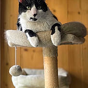 Oslo a rejoint le concours — aidez-le/la à gagner de superbes lots ! cat, black_and_white_cat, cat_tree, indoor, furniture, wooden_wall, pet, animal, fur, paws, relaxed, cute, domestic_cat, mammal, resting, looking_at_camera, whiskers, claws, play_toy, hanging_ball