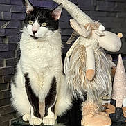 Oslo a rejoint le concours — aidez-le/la à gagner de superbes lots ! animal, black_and_white, cat, cozy, curious, decor, ears, feline, furry, glass_table, gnome, home, indoor, magazine, pet, plush_toy, sitting, stone_wall, toy, whiskers