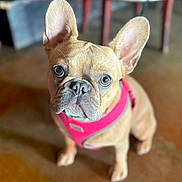 Belarus is registered to the contest to win money with this photo: adorable, animal, brown, canine, close_up, companion, cute, dog, domestic_animal, ears, floor, french_bulldog, friendly, fur, harness, indoor, looking_up, pet, portrait, small_dog