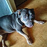 animal, black_dog, brown_floor, canine, closeup, collar, curious, dog, domestic_animal, floor, home, indoor, looking_up, lying_down, paw, pet, resting, side_view, tongue, wall