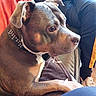blanket, brown_dog, canine, close_up, collar, companion, couch, dog, domestic_animal, furniture, home, indoor, pants, person, pet, relaxed, seated, side_view, sneakers, studded_collar
